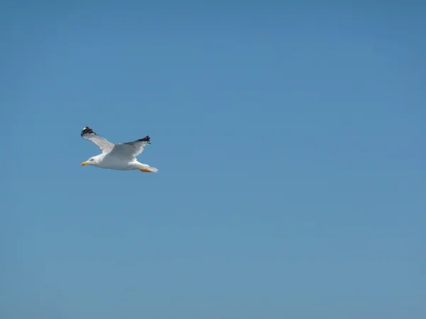 Gaivotas voando sobre o mar em um céu azul de verão — Fotografia de Stock