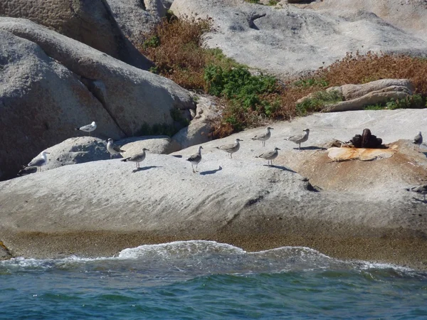 La Isuledda, también llamada Isola dei Gabbiani, es una isla en el norte de Cerdeña, Italia. , —  Fotos de Stock