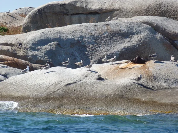 L'Isuledda, chiamata anche Isola dei Gabbiani, è un'isola del nord Sardegna. , — Foto Stock