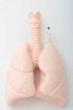 Kocaman ciğerleri olan bir doktorun minyatür biblosu.