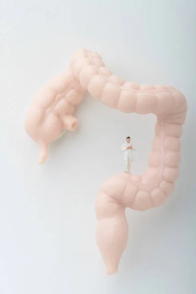 Miniature Figurine Gastroenterologist Doctor Giant Intestine — Stock Photo, Image