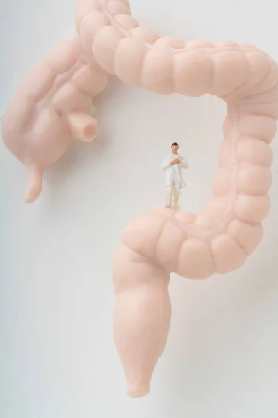 Miniature Figurine Gastroenterologist Doctor Giant Intestine — Stock Photo, Image