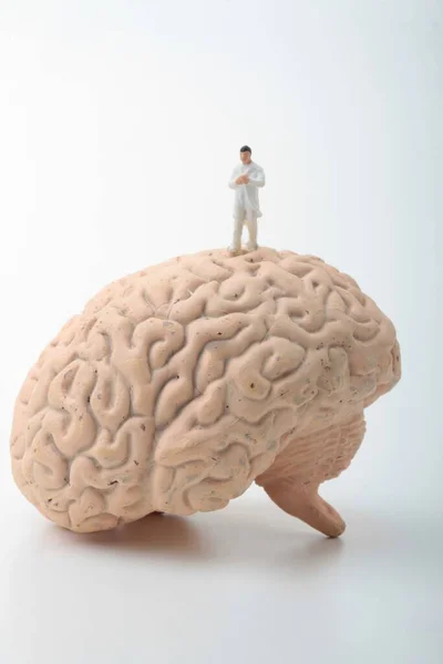 Μικροσκοπικό Ειδώλιο Νευρολόγου Γιατρού Γιγάντιο Ανθρώπινο Εγκέφαλο — Φωτογραφία Αρχείου