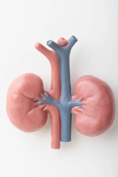 Miniature Figurine Model Pair Kidneys — Stock Photo, Image