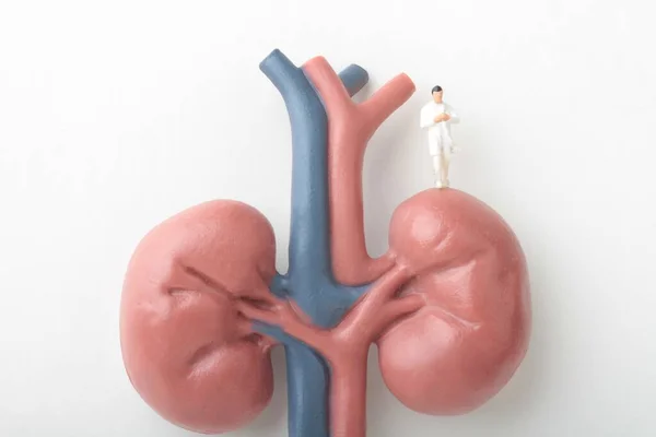 Miniature Figurine Nephrologist Doctor Giant Pair Kidneys — Stock Photo, Image