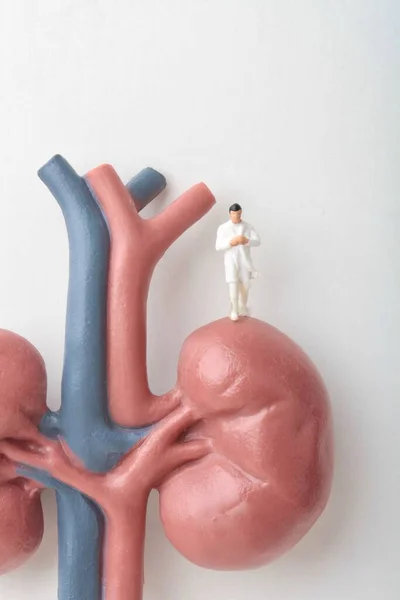 Miniature Figurine Nephrologist Doctor Giant Pair Kidneys — Stock Photo, Image