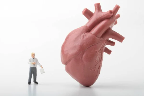 Estatueta Miniatura Professor Anatomia Com Coração Gigante — Fotografia de Stock