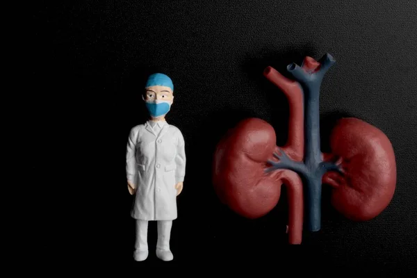 Miniature Figurine Surgeon Nurse Giant Pair Kidneys Black Background — Stock Photo, Image