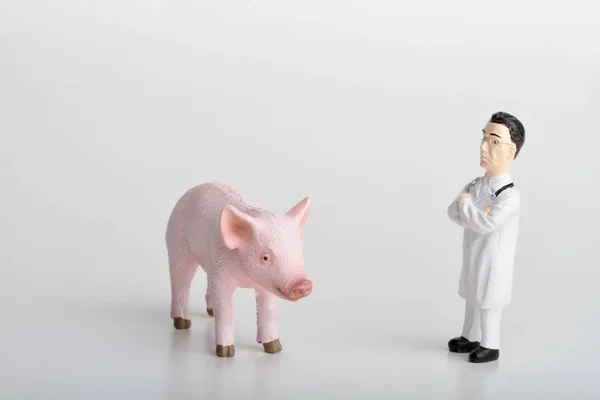 Estatueta Miniatura Médico Veterinário Com Porco — Fotografia de Stock