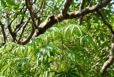 Egzotik Yeşil Jatropha Multifida, Mercan Bitkisi, Fizik Fındığı veya Ağaçta Kırmızı Çiçekler Grubu ile Coralbush.