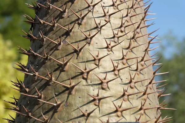 Trädgård Och Växt Närbild Pachypodium Lamerei Växter Eller Madagaskar Palm — Stockfoto