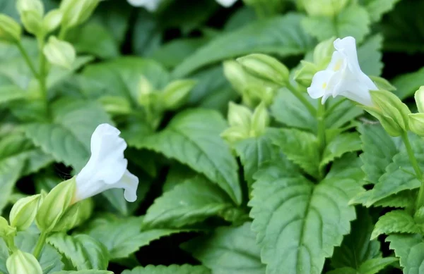 Valkoinen Torenia Sinisiivet Tai Toivomusluu Kukka Kukkivat Puutarhassa — kuvapankkivalokuva