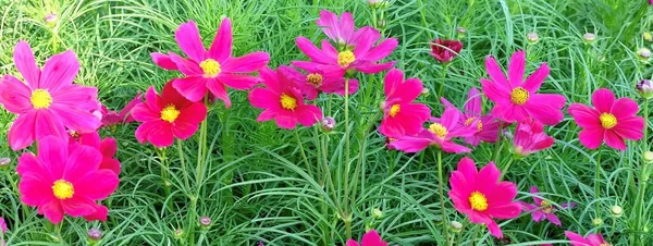Fényes Gyönyörű Rózsaszín Kozmosz Virágok Vagy Cosmos Bipinnatus Kerti Dekoráció — Stock Fotó