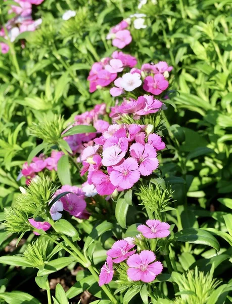 Bunga Indah Pink Dianthus Yang Indah Atau Sweet William Flowers — Stok Foto