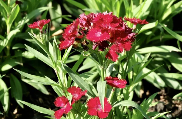Schöne Blume Schöne Rote Dianthus Oder Sweet William Flowers Garden — Stockfoto