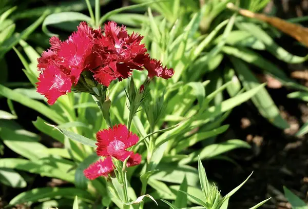 Schöne Blume Schöne Rote Dianthus Oder Sweet William Flowers Garden — Stockfoto