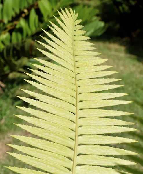 Trädgård Och Växt Dioon Edule Växter Eller Kastanj Dioon Palm — Stockfoto