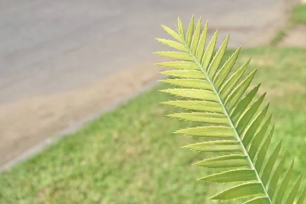 Trädgård Och Växt Dioon Edule Växter Eller Kastanj Dioon Palm — Stockfoto