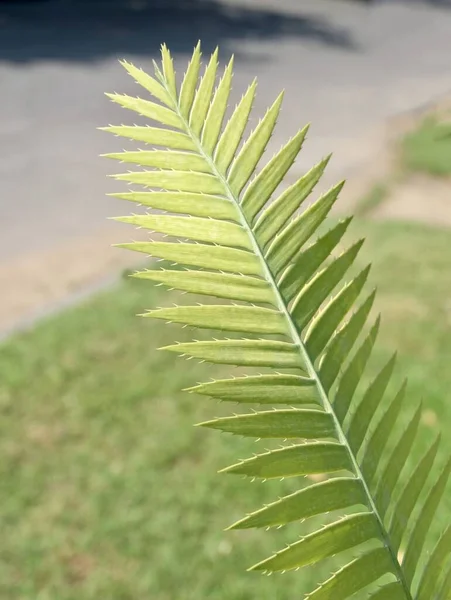 Garten Und Pflanzen Dioon Edule Pflanzen Oder Kastanien Dioon Palm — Stockfoto