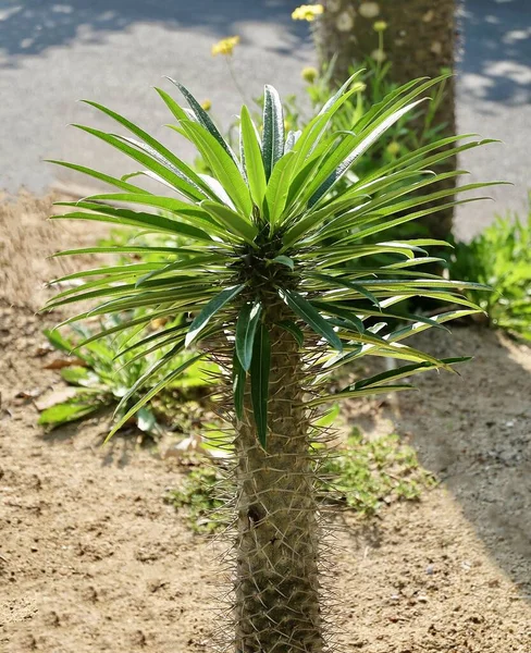 Сад Растения Pachypodium Lamerei Растений Мадагаскар Украшения Пальмы Саду Суккулентные — стоковое фото