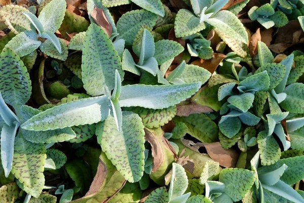 Hermosa Kalanchoe Humilis Desierto Sorpresa Plantas Suculentas Para Decoración Del — Foto de Stock