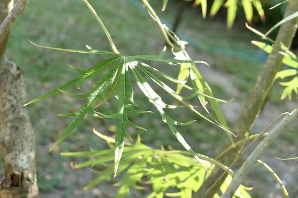 Exotic Fresh Green Jatropha Multifida Coral Plant Physic Nut Coralbush — Fotografia de Stock