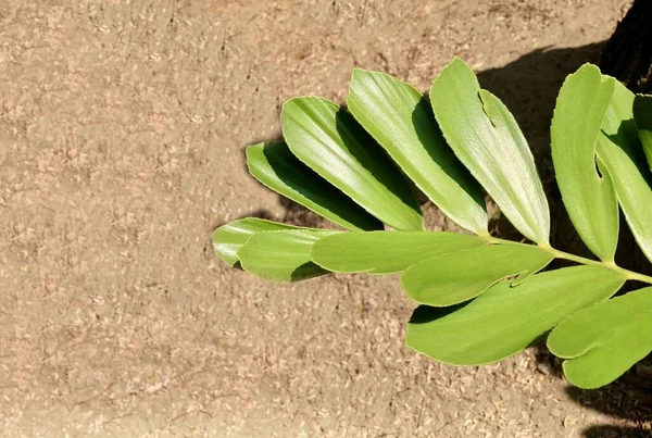 Conceito Ecológico Árvore Verde Planta Zâmia Furfuracea Palma Papelão Jamaicano — Fotografia de Stock