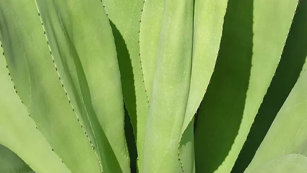 Jardim Planta Close Agave Plants Umas Plantas Suculentas Com Uma — Fotografia de Stock