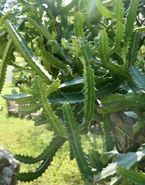 ユーフォルビアラクティーサボテンや斑状発芽 庭の装飾のためのシャープなとげを持つ多肉植物 — ストック写真