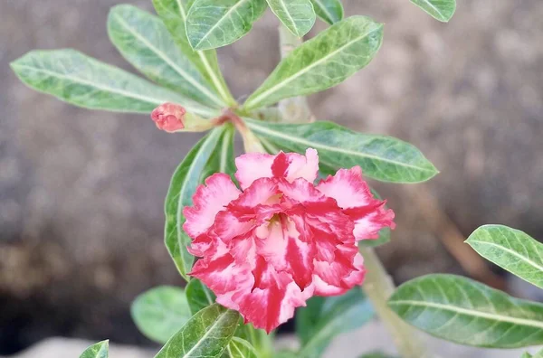 Färska Tropiska Rosa Adenium Obesum Eller Desert Rose Blommor Blommar — Stockfoto