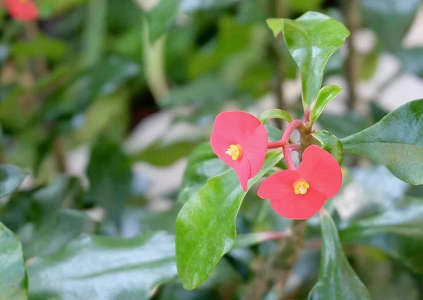 Schöne Blume Bund Frischer Roter Dorn Oder Euphorbia Milii Blüten — Stockfoto