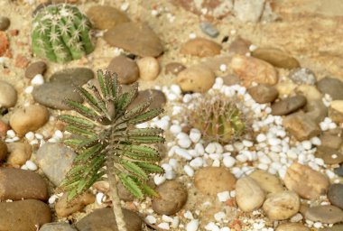 Kalanchoe Delagoensis 'in çizdiği çizim, Milyonların Annesi veya Avize Bitkisi. Bahçe Dekorasyonu İçin Sulu Bitkiler.