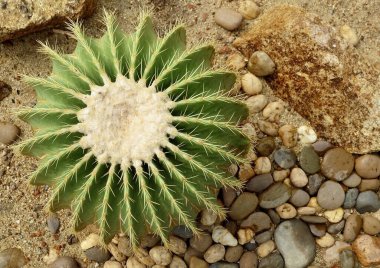 Şeytani Omurga, Binlerce Anne, Timsah Bitkisi veya Tropikal Bahçedeki Meksika Şapka Bitkisi Dekorasyonu. Madagaskar 'a özgü bir lezzet..