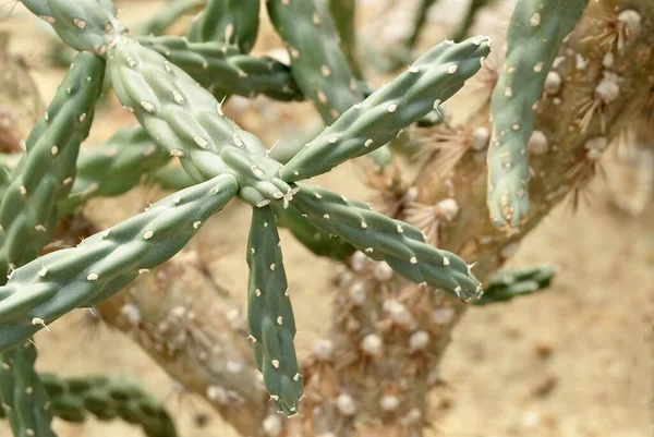 Opuntia Miquelii Cactus Una Planta Suculenta Con Espinas Afiladas Para —  Fotos de Stock