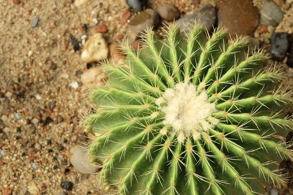 Duivels Backbone Moeder Van Duizenden Alligator Plant Mexicaanse Hoed Plant — Stockfoto