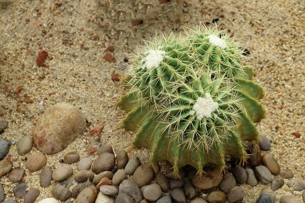 熱帯の庭でバックボーン 数千人の母 ワニ植物やメキシコの帽子植物の装飾を悪魔 マダガスカルの後継者 — ストック写真