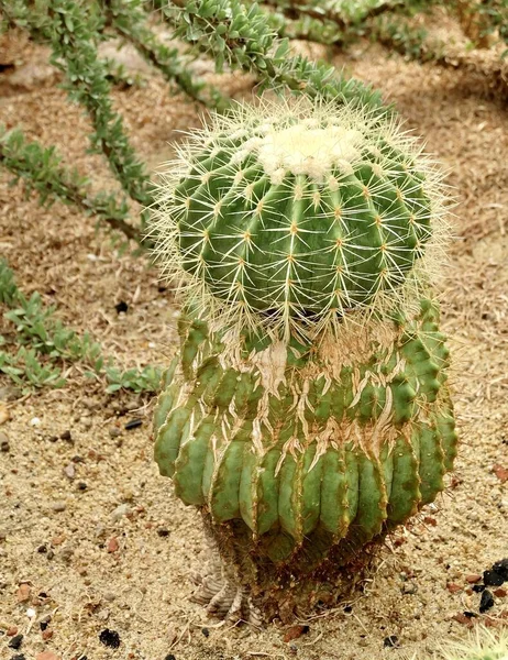 Devils Backbone Madre Migliaia Persone Alligator Plant Mexican Hat Plant — Foto Stock