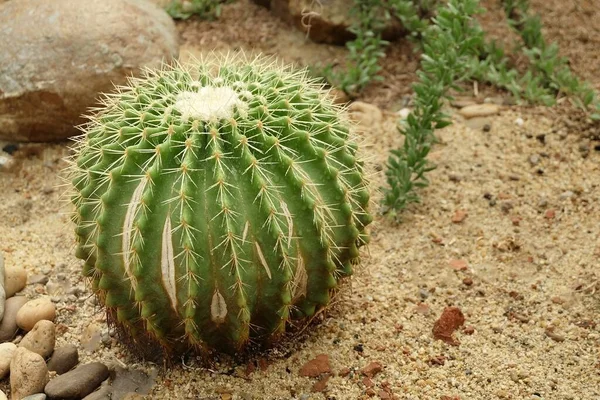 熱帯の庭でバックボーン 数千人の母 ワニ植物やメキシコの帽子植物の装飾を悪魔 マダガスカルの後継者 — ストック写真