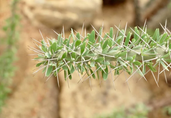 Didiereaceae Succulen Bitkisi Tropikal Bahçede Büyüyor Bahçe Dekorasyonu Için Keskin — Stok fotoğraf