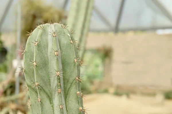 Echinopsis Peruana Cactus Antorcha Peruana Plantas Suculentas Con Espinas Afiladas —  Fotos de Stock