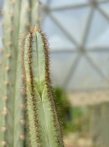 Pilosocereus Magnificus Tree Cactus Plantas Suculentas Con Espinas Afiladas Para —  Fotos de Stock