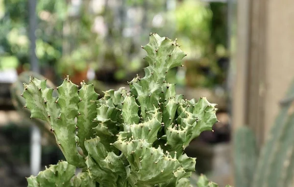 Euphorbia Lactea Cactus Motttled Spurge Suculent Plants Sharp Thorns Garden — Fotografia de Stock