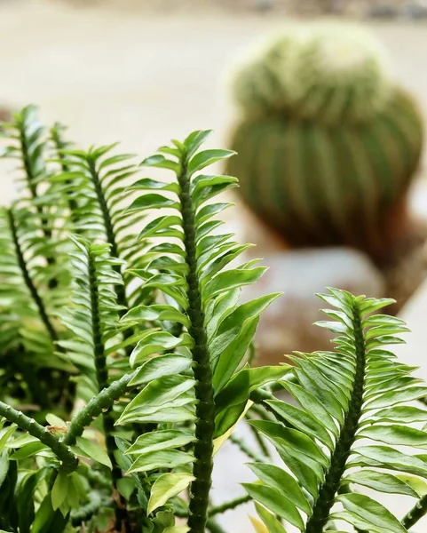 Güzel Euphorbia Tithymaloides Veya Sulu Kaktüs Bahçesindeki Kırmızı Kuş Kaktüsü — Stok fotoğraf