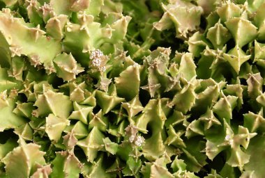 Yeşil Huernia Bitkilerinin Üst Görüş Alanı, Bahçe Dekorasyonu İçin Keskin Dikenli Sulu Bitkiler.