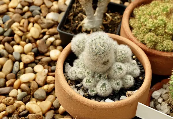 Mammillaria Plumosa Cactus Pluma Plantas Suculentas Para Decoración Del Jardín —  Fotos de Stock