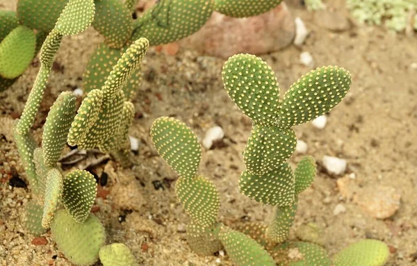 Opuntia Microdasys Pera Espinosa Conejito Alas Ángel Cactus Lunares Plantas —  Fotos de Stock