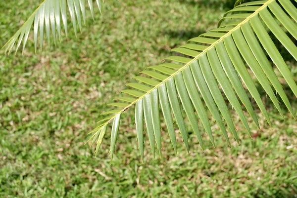 Garten Und Pflanzen Dioon Edule Pflanzen Oder Kastanien Dioon Palm — Stockfoto