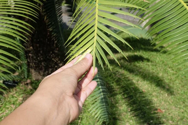 Gardener Holding Pečlivě Dioon Edule Rostliny Nebo Kaštan Dioon Palm — Stock fotografie