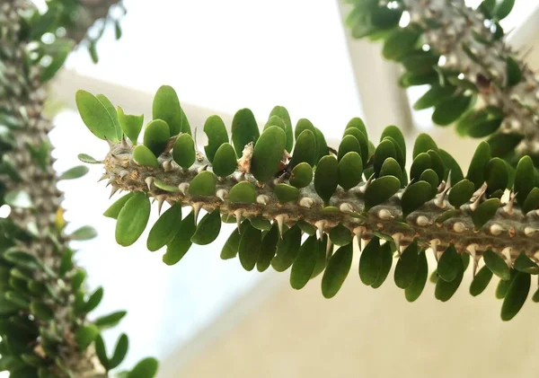 Trädgård Och Växt Närbild Alluaudia Procera Eller Madagaskar Ocotillo Växter — Stockfoto