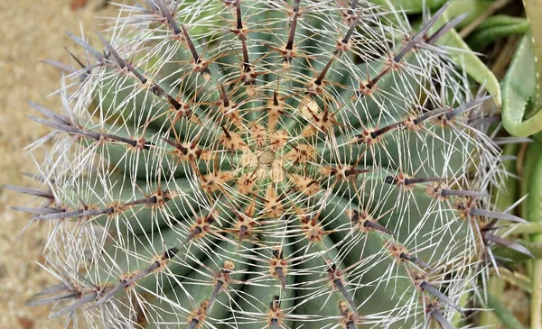 熱帯の庭でバックボーン 数千人の母 ワニ植物やメキシコの帽子植物の装飾を悪魔 マダガスカルの後継者 — ストック写真